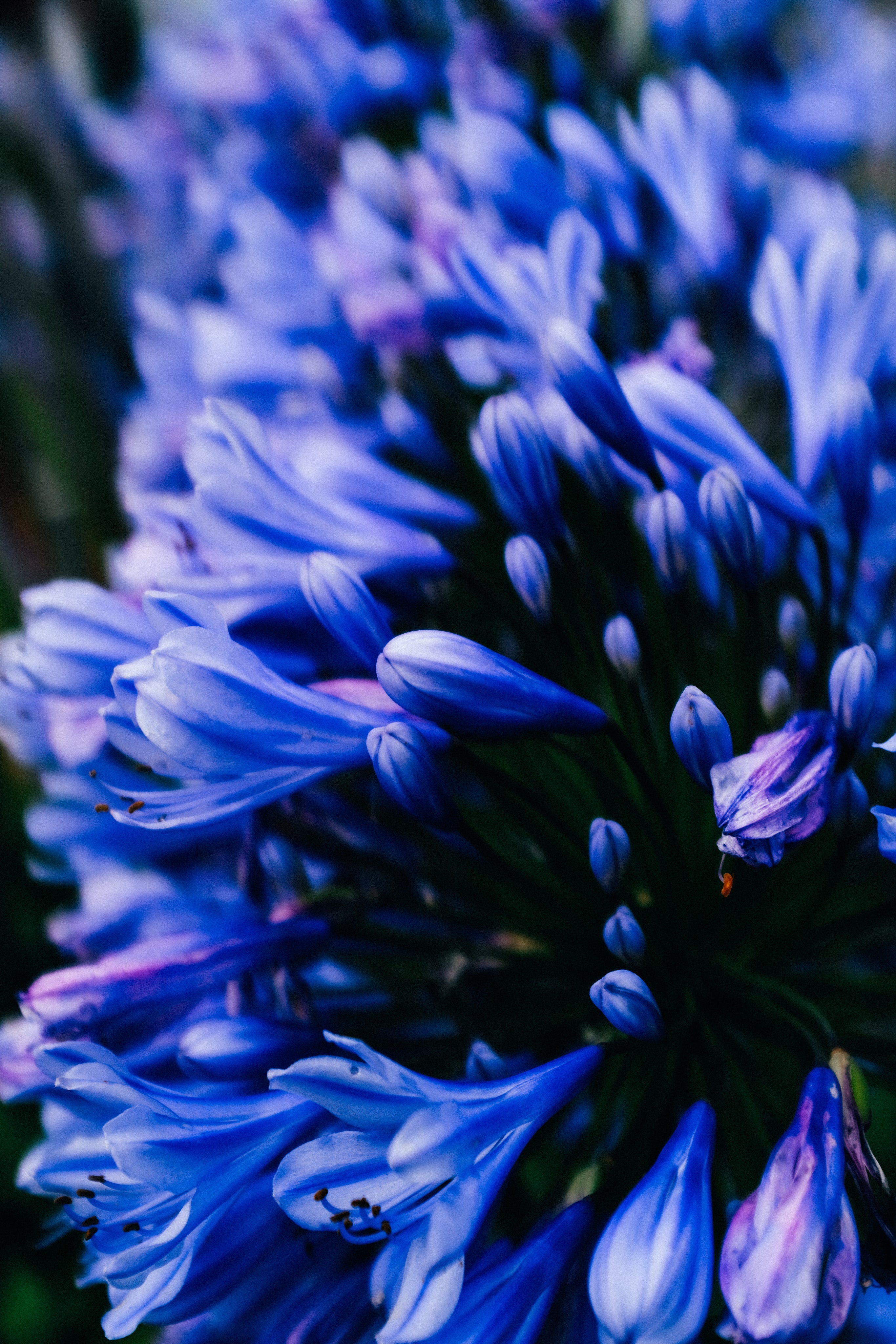 The Floral Chapter